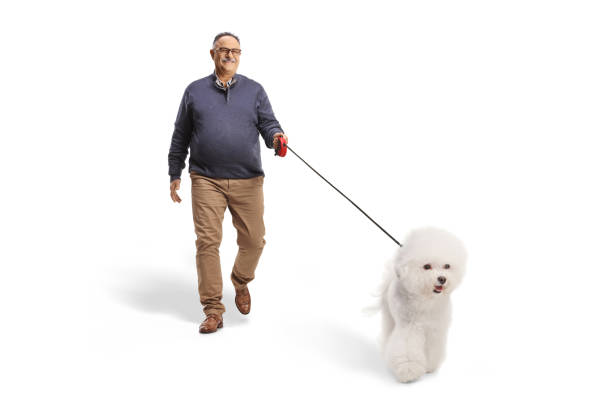 istock Mature man walking a bichon frise dog 1476722424