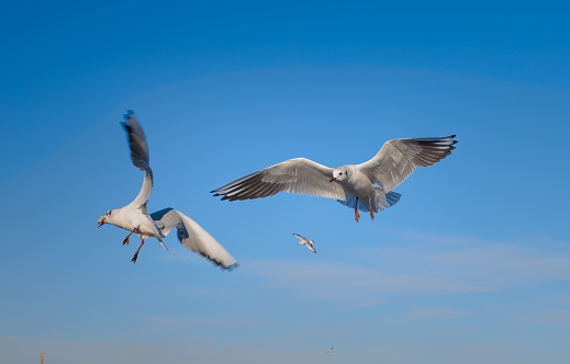 Seagulls flying over the water, catching bread in the air, with blue color of sky in the background