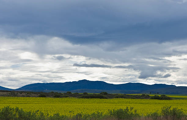 Oilseed rape fields stock photo