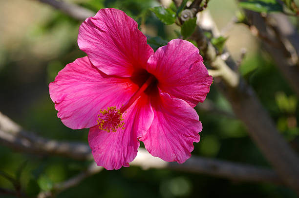 Różowy Hibiskus – zdjęcie