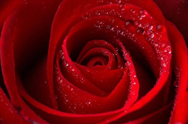 Red rose stock photo