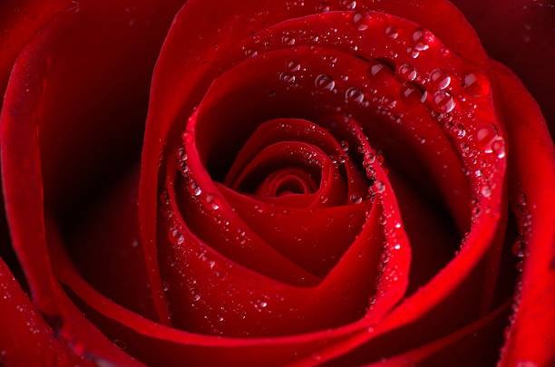 Rosa vermelhas - foto de acervo