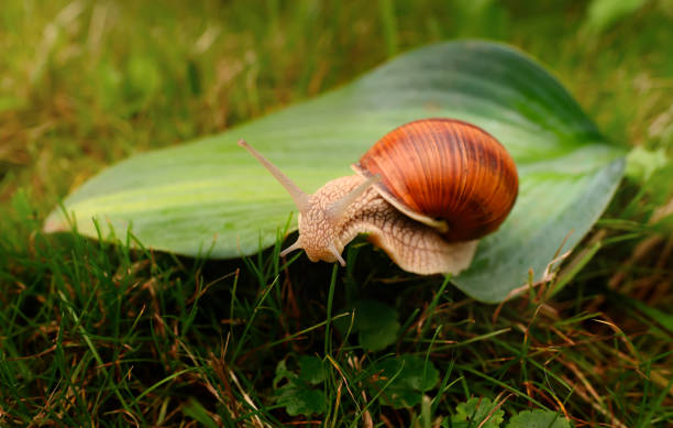 eine große schnecke krabbelt über das blatt. - weinbergschnecke stock-fotos und bilder