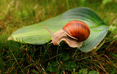 a large snail crawls across the leaf.