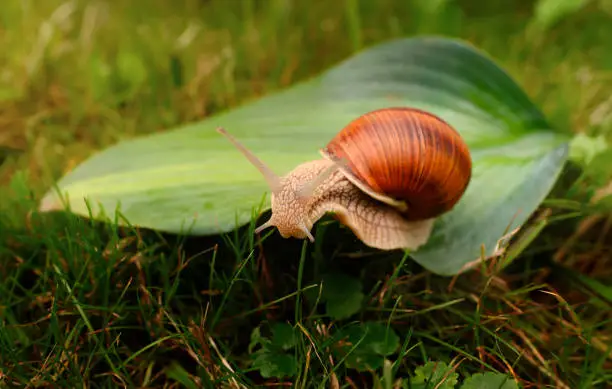 Photo of a large snail crawls across the leaf.