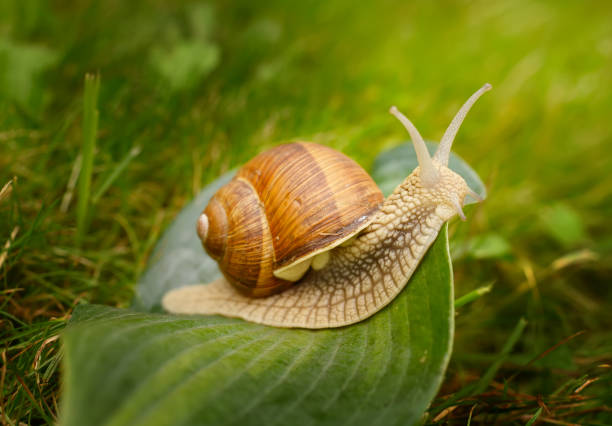 istock a large snail crawls across the leaf. 1476726785