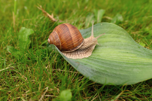 istock a large snail crawls across the leaf. 1476726808
