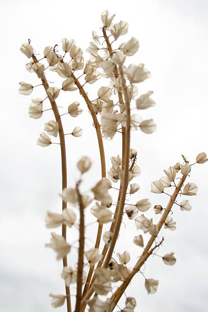 Flowers turned to seed stock photo