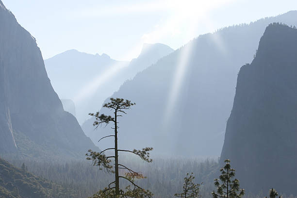 Arbre dans la vallée du soleil - Photo