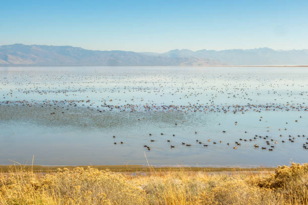 Migrating Flock of Birds stock photo