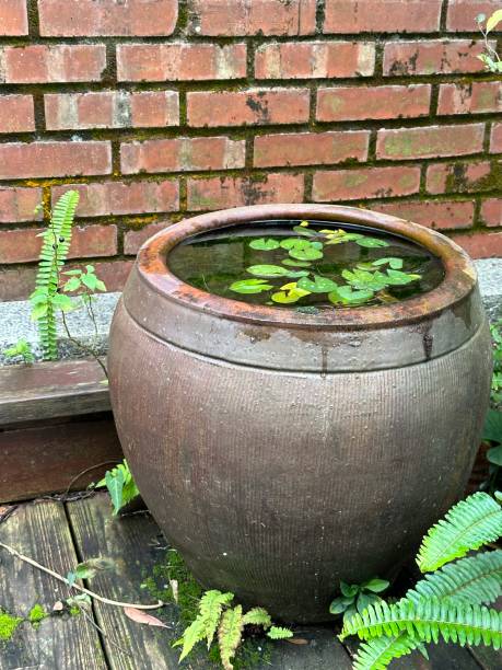 istock water plant in a jug 1476729766