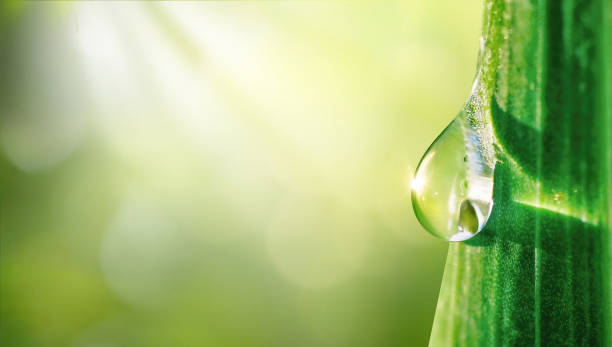istock Beautiful original macro image of a raindrop or dewdrop illuminated by the sun's rays on the surface of a leaf. 1476729859