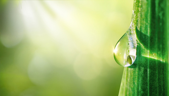 A beautiful large drop of morning dew in the grass sparkles in the rays of sunlight outdoors in nature. A drop of water on a blade of grass and free space for text.