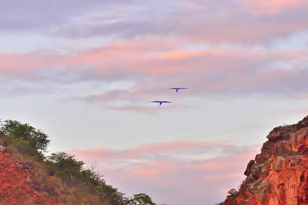 Indigo Macaws in Morning Flight - II Indigo Macaws in flight in Raso de Catarina Macaw Cliffs Brazil on a February morning lears macaw stock pictures, royalty-free photos & images