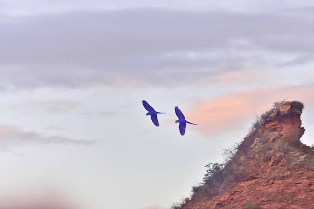 Indigo Macaws in Morning Flight - III Indigo Macaws in flight in Raso de Catarina Macaw Cliffs Brazil on a February morning lears macaw stock pictures, royalty-free photos & images