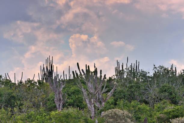 istock Desert Scene in Bahia Brazil 1476731136