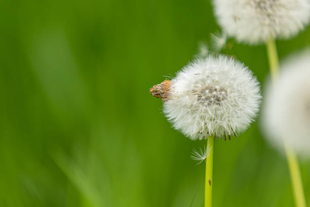 A blowball of dandelion (taraxacum) with blurry background