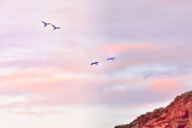 Indigo Macaws in Morning Flight Indigo Macaws in flight in Raso de Catarina Macaw Cliffs Brazil on a February morning lears macaw stock pictures, royalty-free photos & images