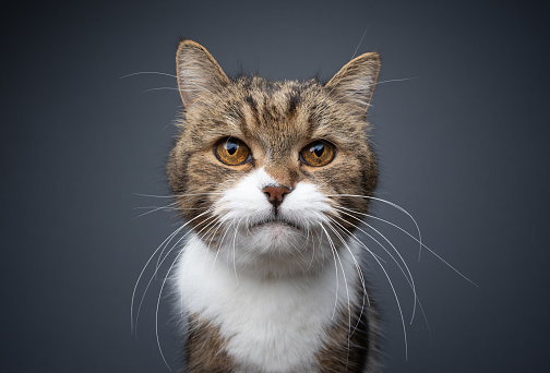 tabby white british shorthair cat with long whiskers looking at camera. portrait with copy space