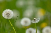 Blowballs of dandelion (taraxacum) with blurry background