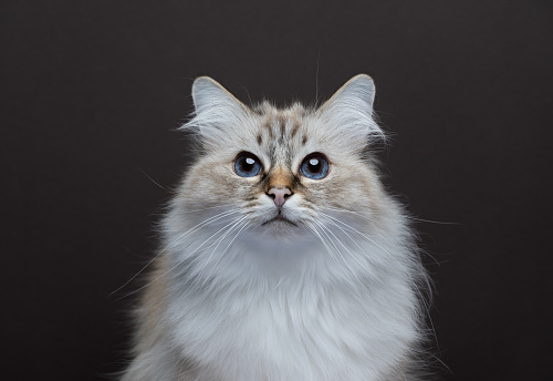 fluffy birman cat looking at camera curiously. portrait on brown background with copy space