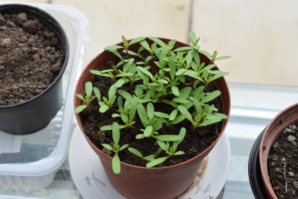 istock young paprika plants 1476733011