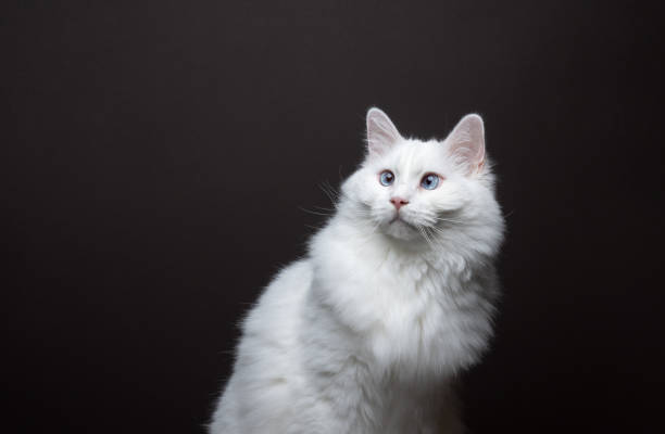 istock fluffy white cat with squinting eyes portrait 1476733034