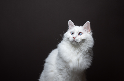 fluffy white ragdoll cat with squinting eyes looking to the side. portrait on brown background with copy space