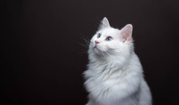 istock curious white cat looking to the side at copy space 1476733035