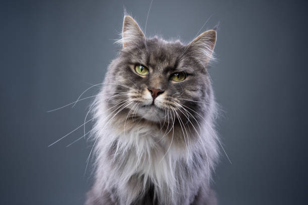 retrato de gato gris esponjoso de pelo largo - longhair cat fotografías e imágenes de stock