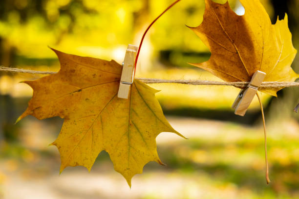 Autumn composition with maple leaf on background of fall park forest, selective focus, copy space greeting card for thanksgiving hello autumn. Maple leaves of red yellow pinned with clothespin on rope magic autumn blur landscape season