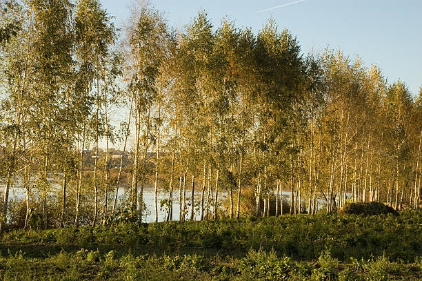 birch grove stock photo
