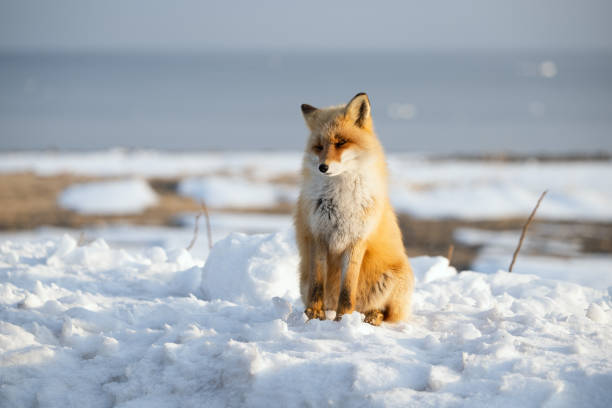 Fox was sitting by the lake when it snowed