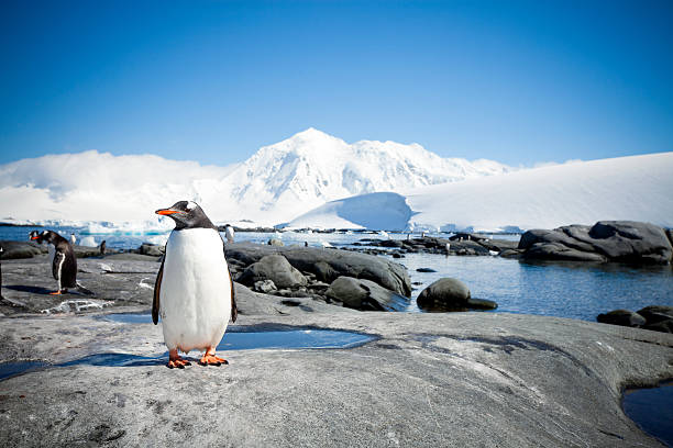 pingüino con paisaje antártico - flightless fotografías e imágenes de stock