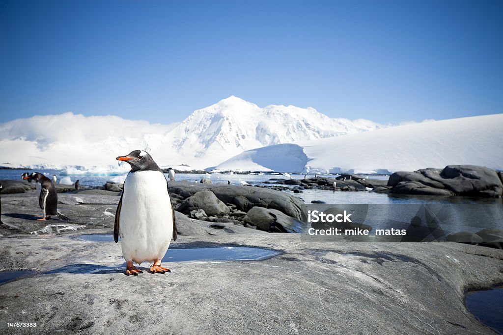 Penguin with Antarctic Landscape Antarctica Stock Photo