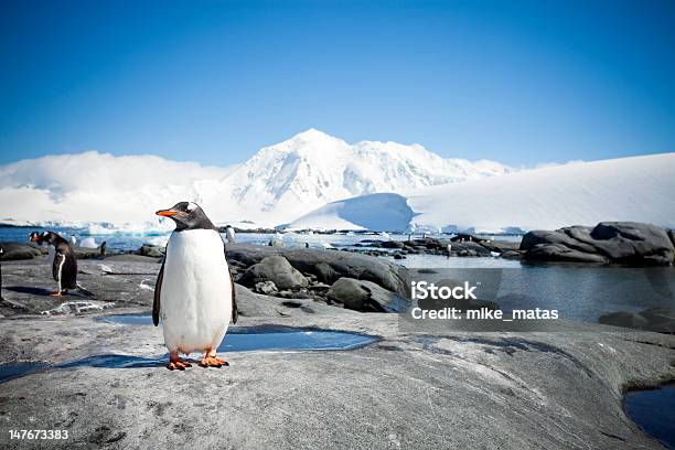 Penguin With Antarctic Landscape Stock Photo - Download Image Now - Antarctica, Penguin, Gentoo Penguin