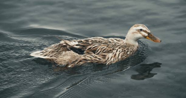 istock Duck Swimming in the Lake 1476734013