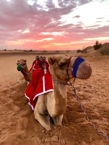Camels lying in the sand in Dubai, UAE
