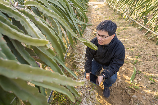 A male agricultural technician checks dragon fruit growth in an orchard