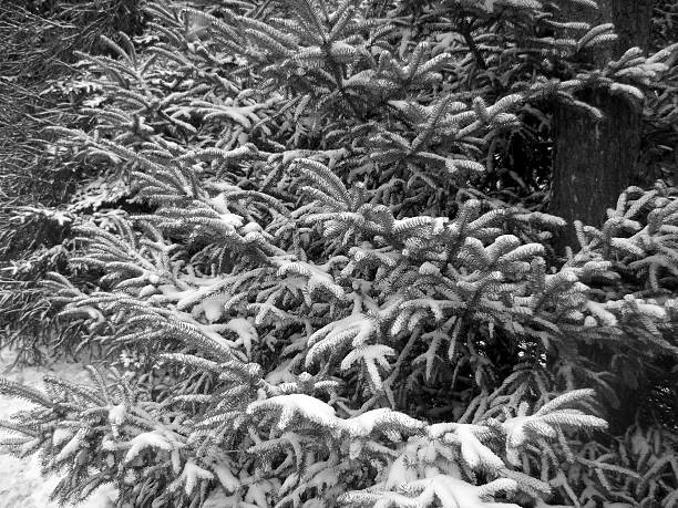 B & W Evergreens With Fresh Snow stock photo