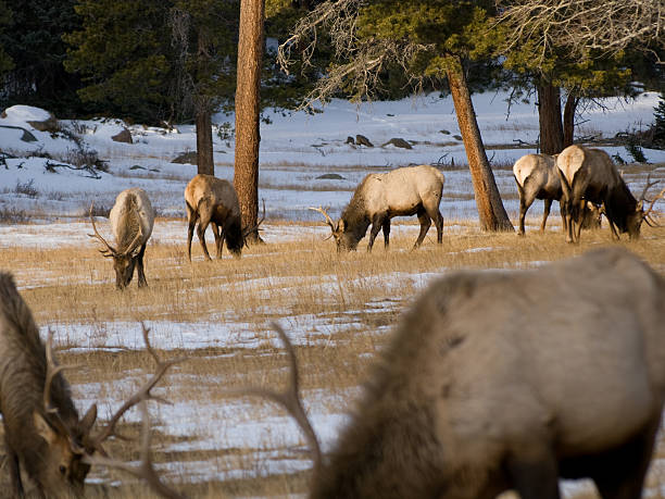 istock Elk Grazing in Rocky Mountain National Park 147673618