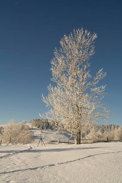 Frosted tree stock photo
