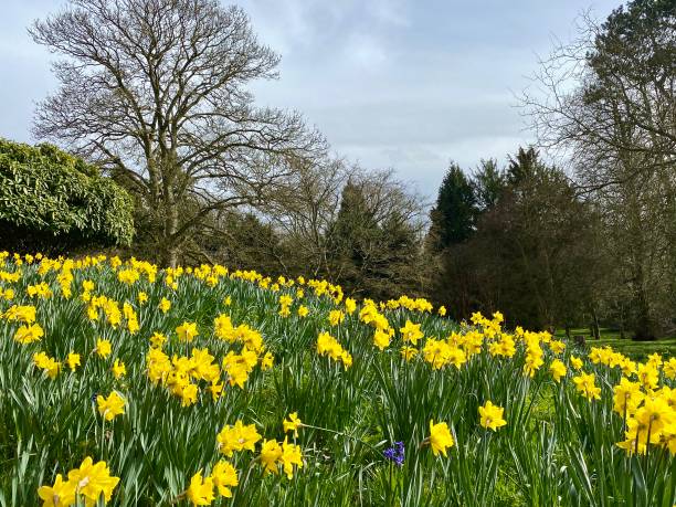 istock A field of daffodils in springtime 1476736497