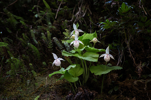 Formosan lady's slipper or Cypripedium formosanum is  a small rare orchid found in Taiwan. Usually it is found in early or mid-spring.