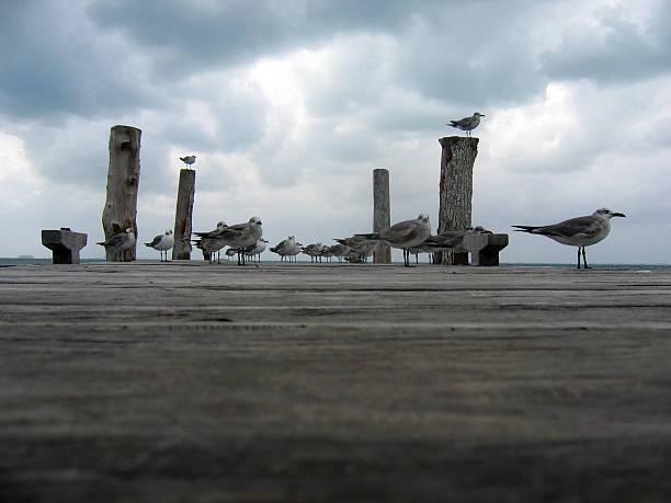 Seaguls en formación en el muelle - foto de stock