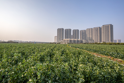 Agricultural planting land on the outskirts of city