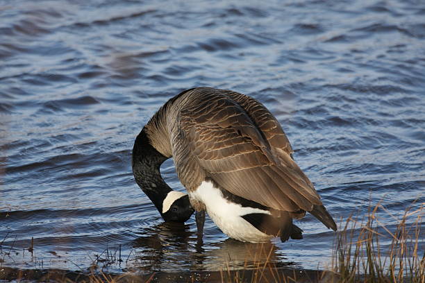 istock Canada Goose at the waters edge. 147673712
