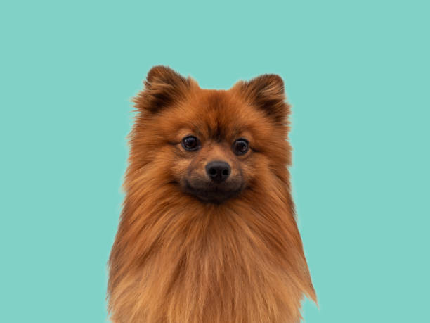 istock Red Spitz dog breed isolated on blue background. 1476738440