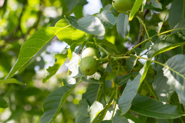 istock Young walnuts on the tree. Tree of walnuts. Green leaves background 1476738968