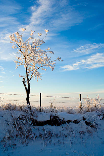 Frosted Tree stock photo